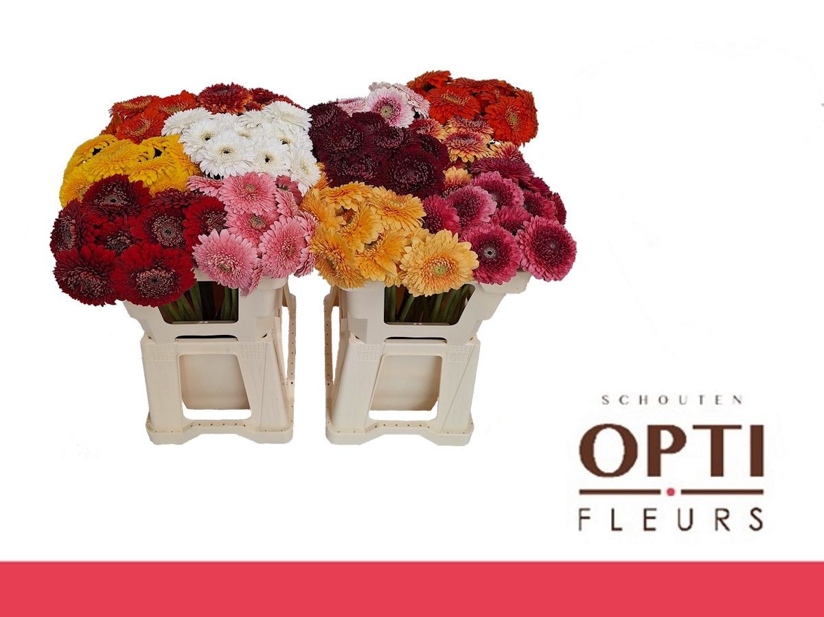 Гермини Помпон Геменгд, шт.