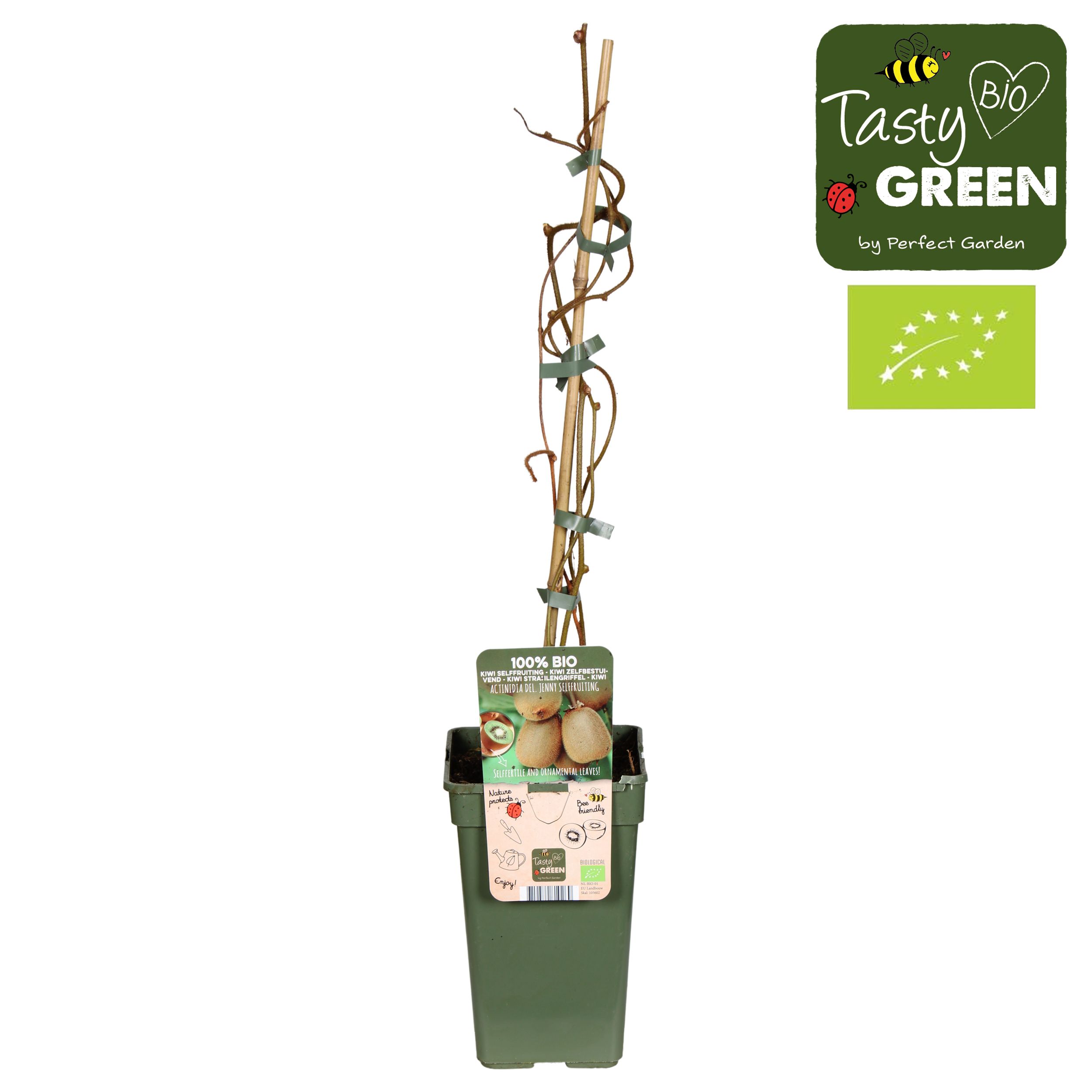 Actinidia deliciosa 'Jenny' Bio P19, D 19