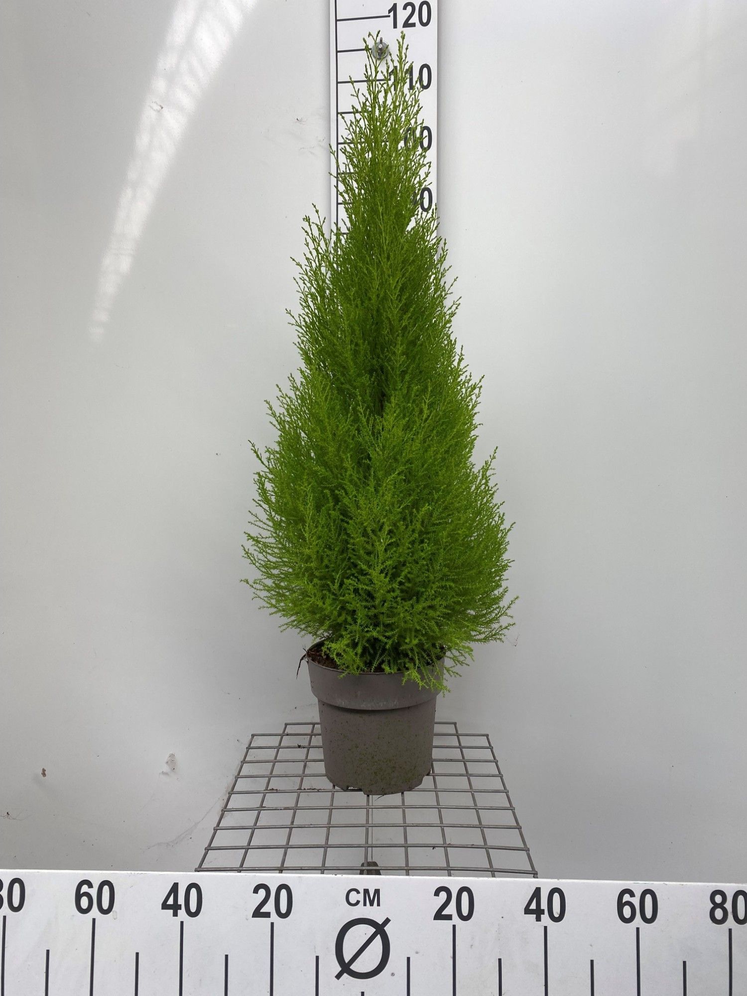 514 LDW : P21 Cupressus Goldcrest, D 21