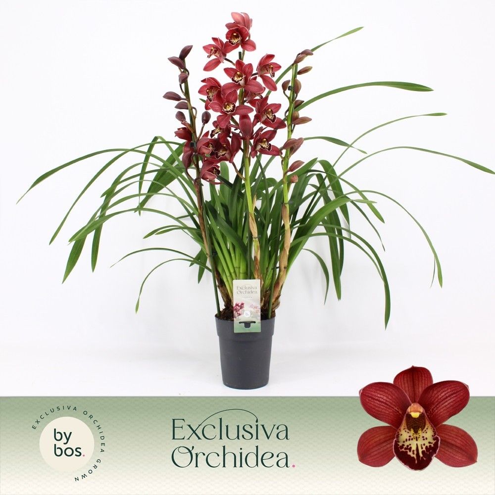 Cymbidium, Red Beauty Roy 3-spike P14 'Exclusiva Orchidea', D 14 cm