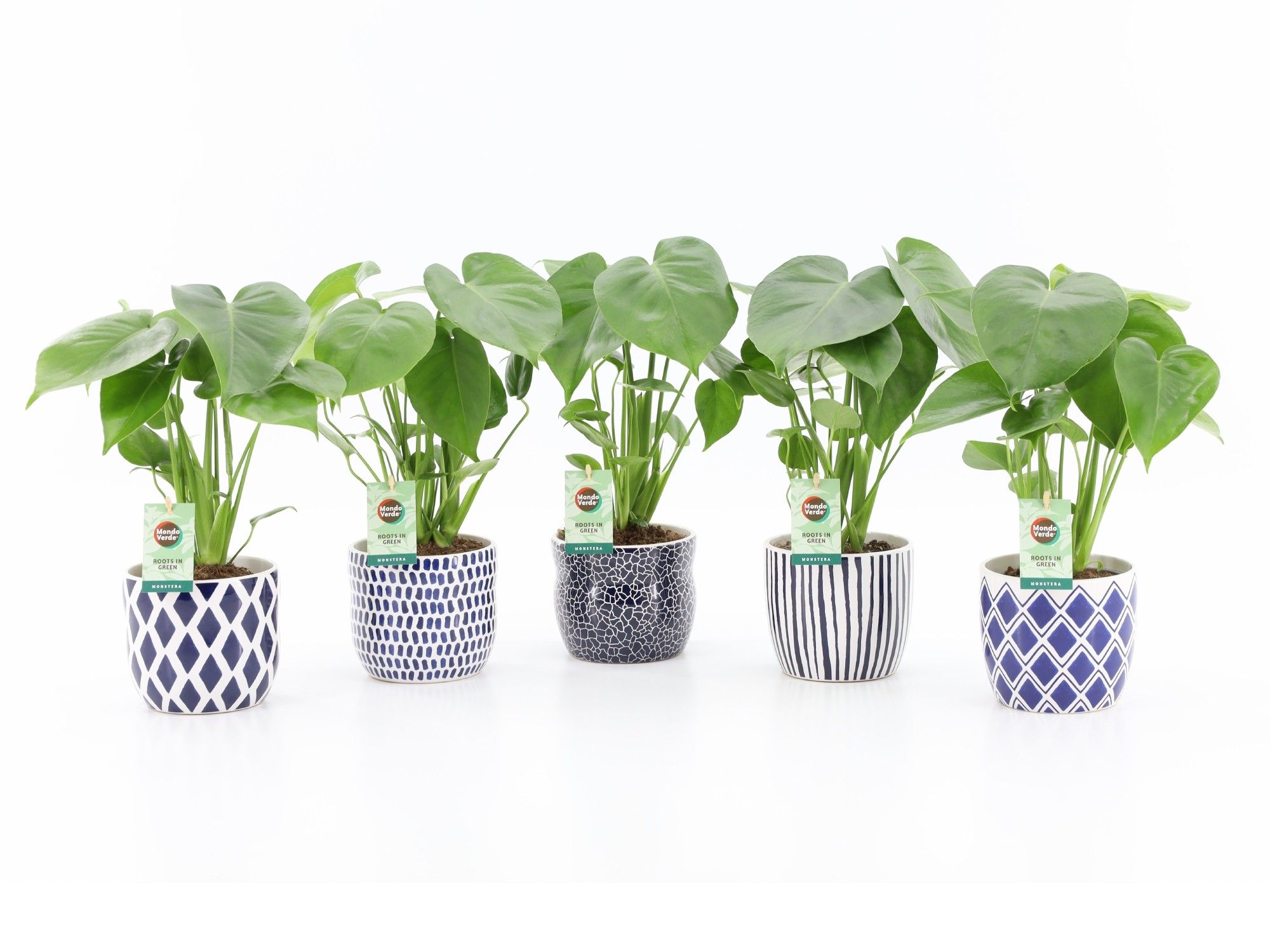 Monstera deliciosa in Delft Blue keramiek, D 13