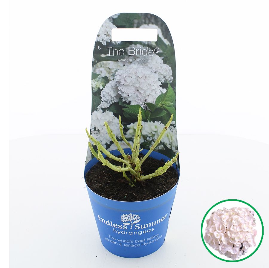 Hydrangea macr. Endless Summer® 'The Bride' C2 (17cm.) Potcover, D 17