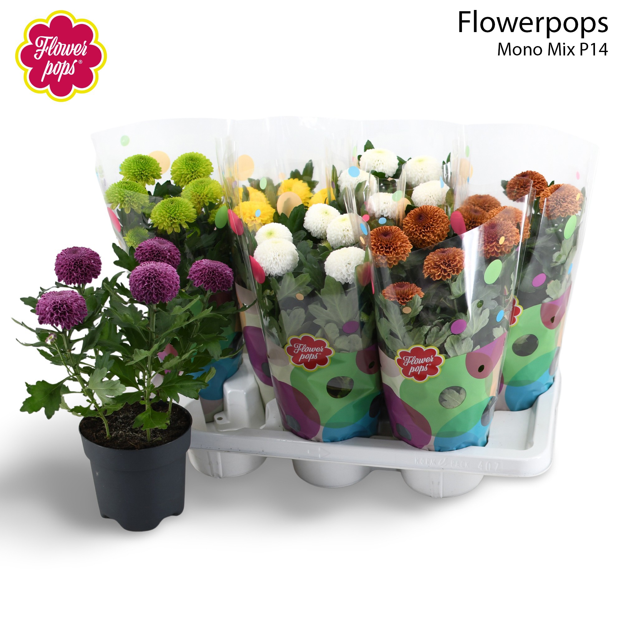 Flowerpops Mono Mix, D 14