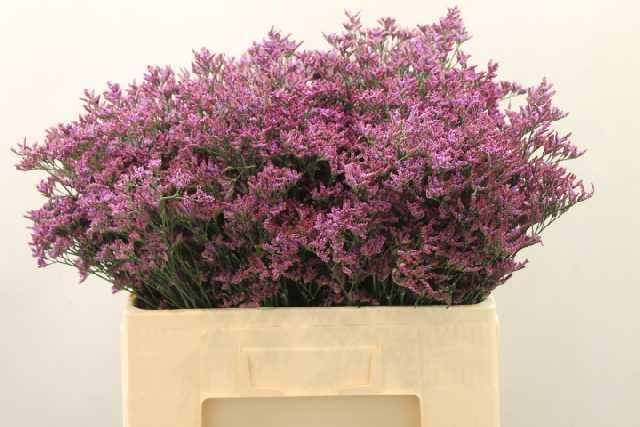 Лимониум Сафора Дарк Блю 60, шт.