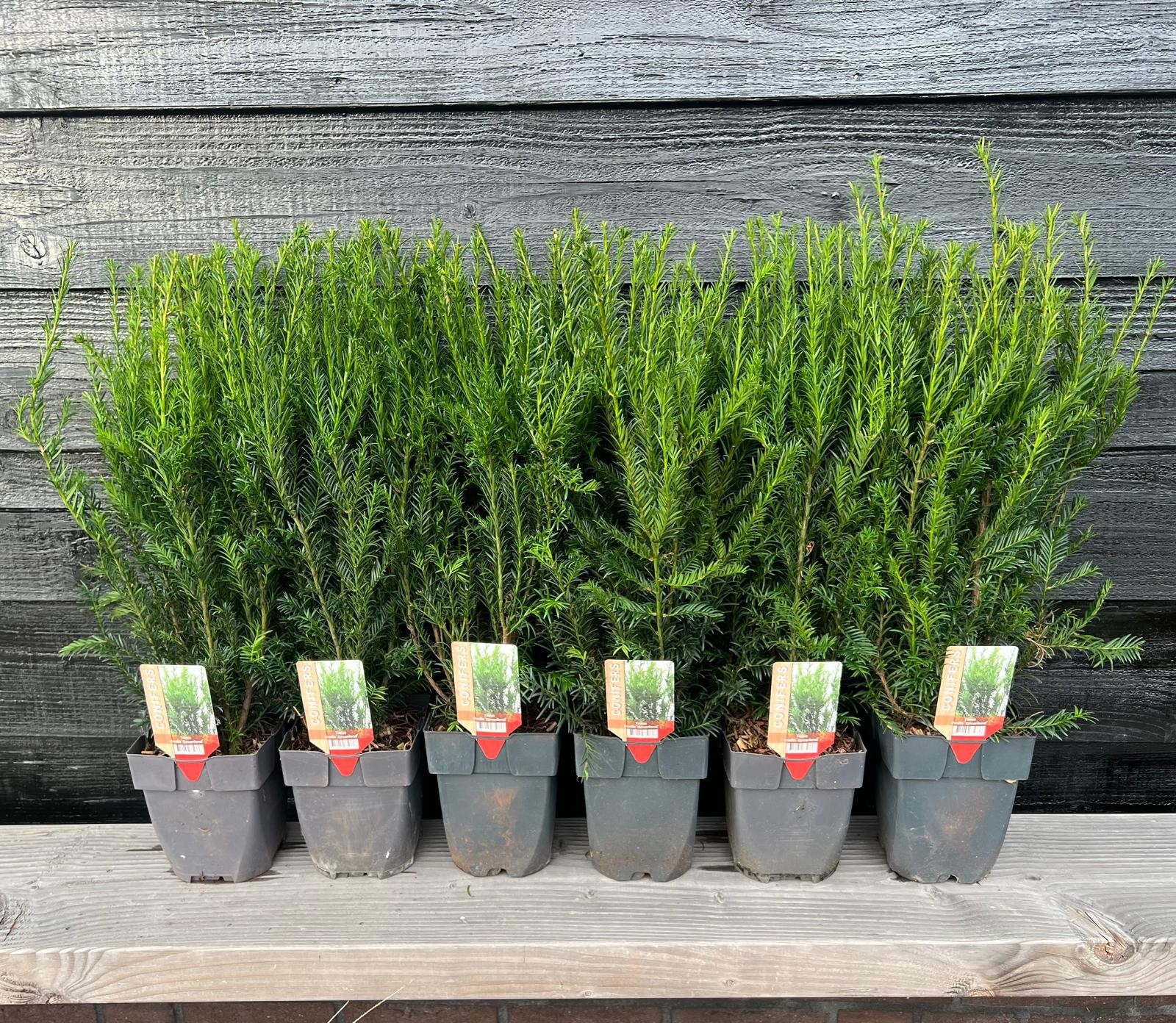 Taxus media 'Groenland' P17, D 17