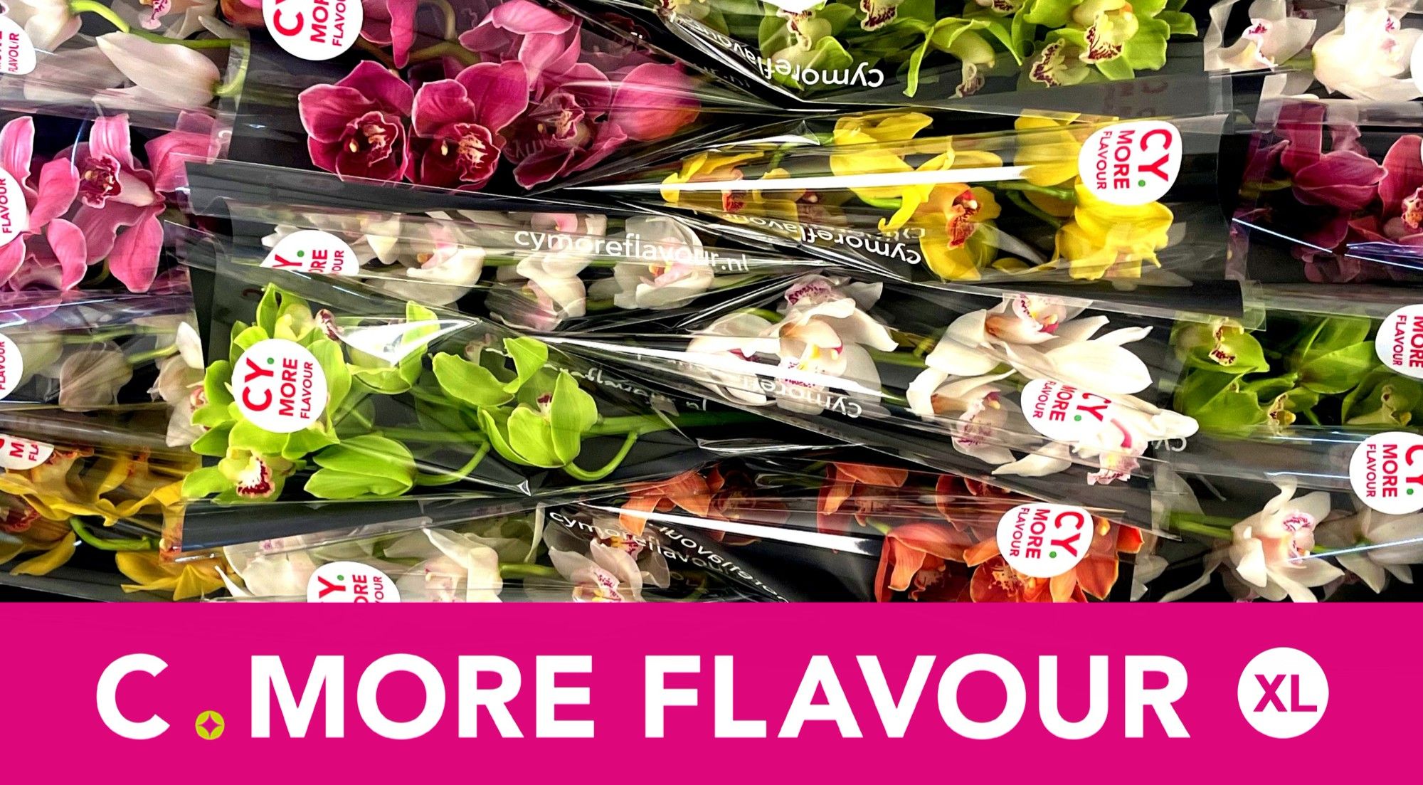 Цимбидиум Микс x16 40, шт.