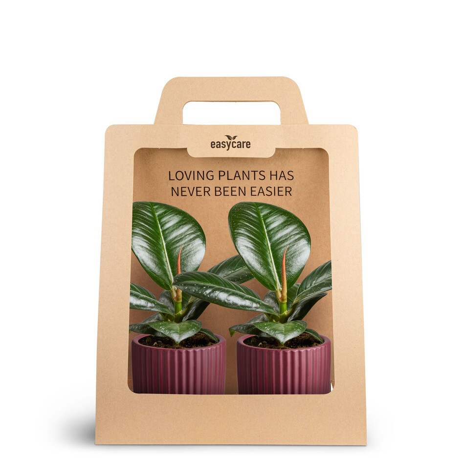 FICUS ELASTICA 30690014 2-Pack Nordic Aubergi, D 7