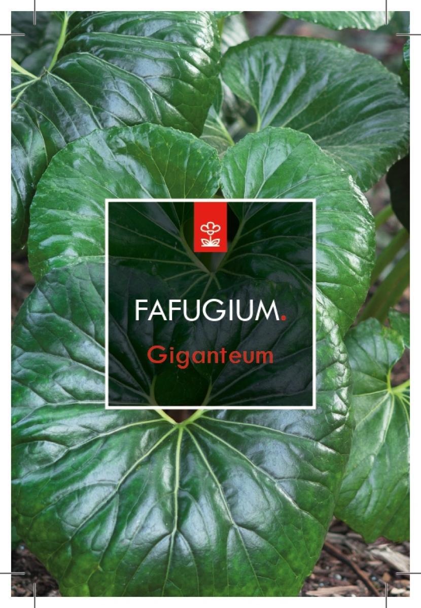 Farfugium japonicum giganteum, D 23