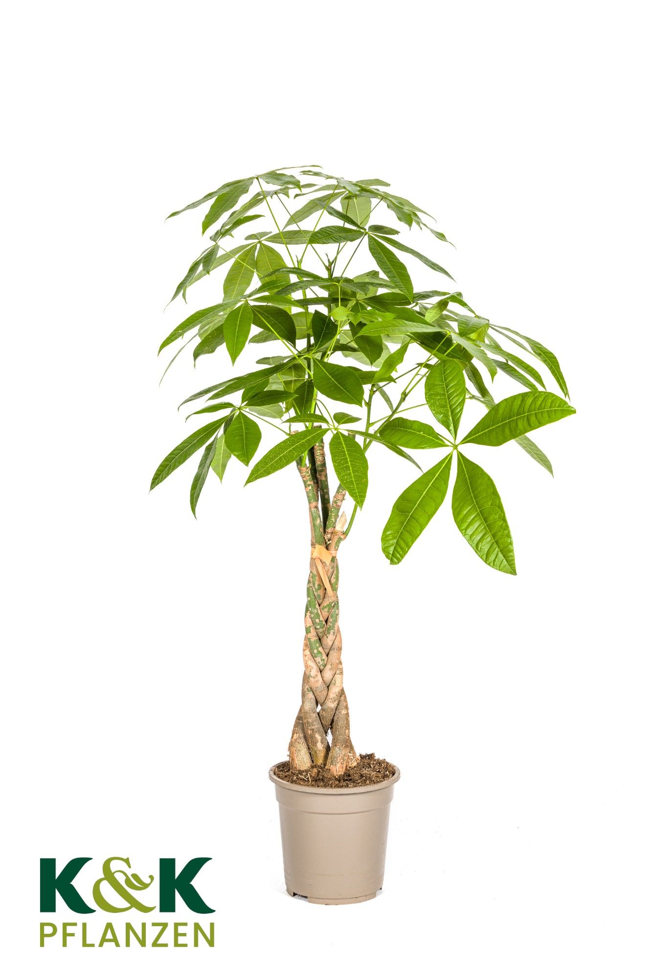 Pachira aquatica T21, D 21