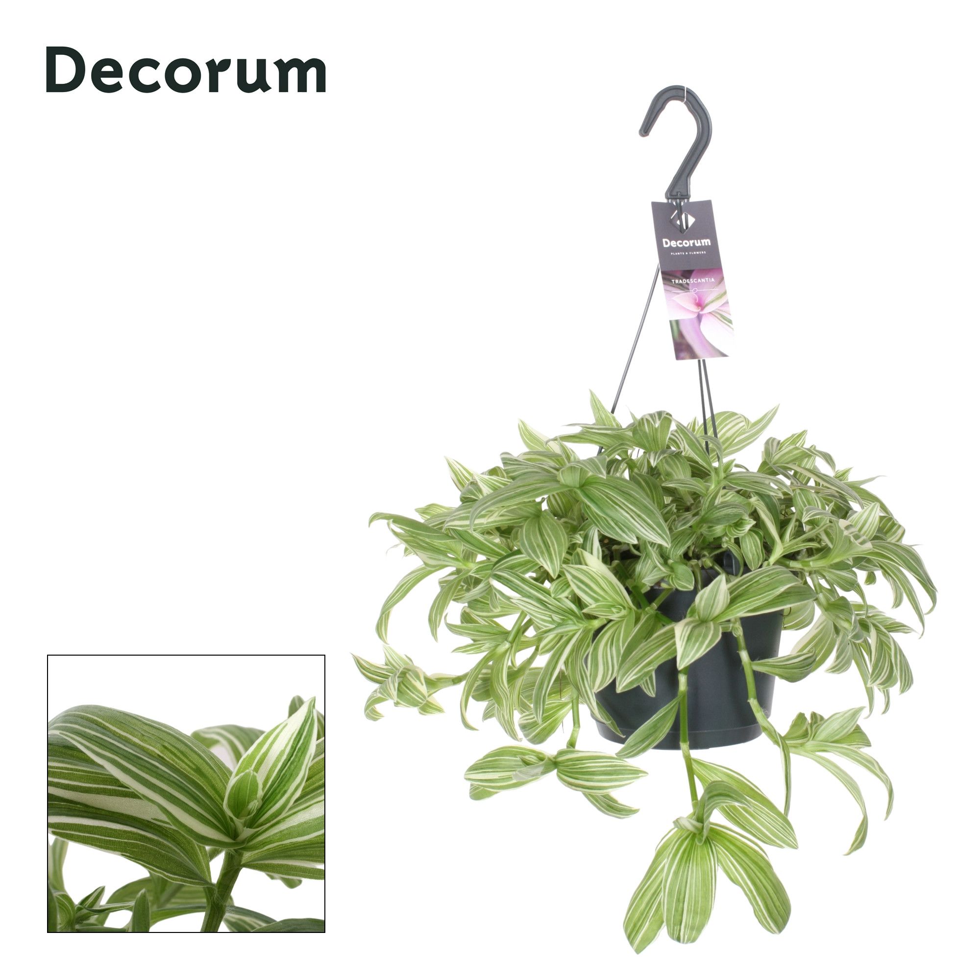 Tradescantia Ivory Hill, D 17