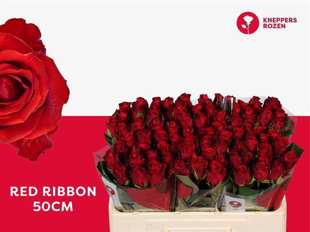 Роза од. Рэд Риббон 50, шт.