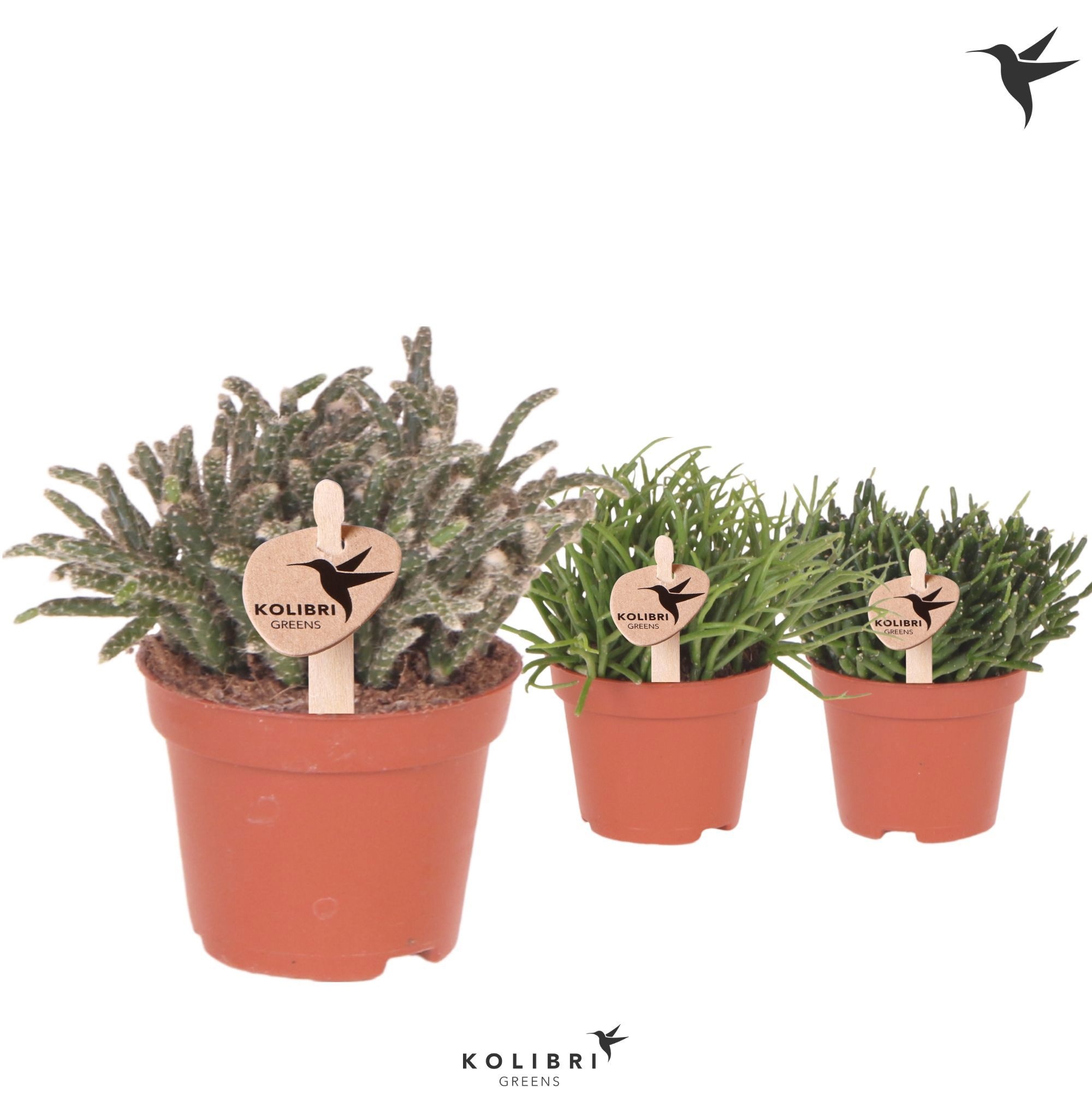 Kolibri Greens Rhipsalis mix, D 6