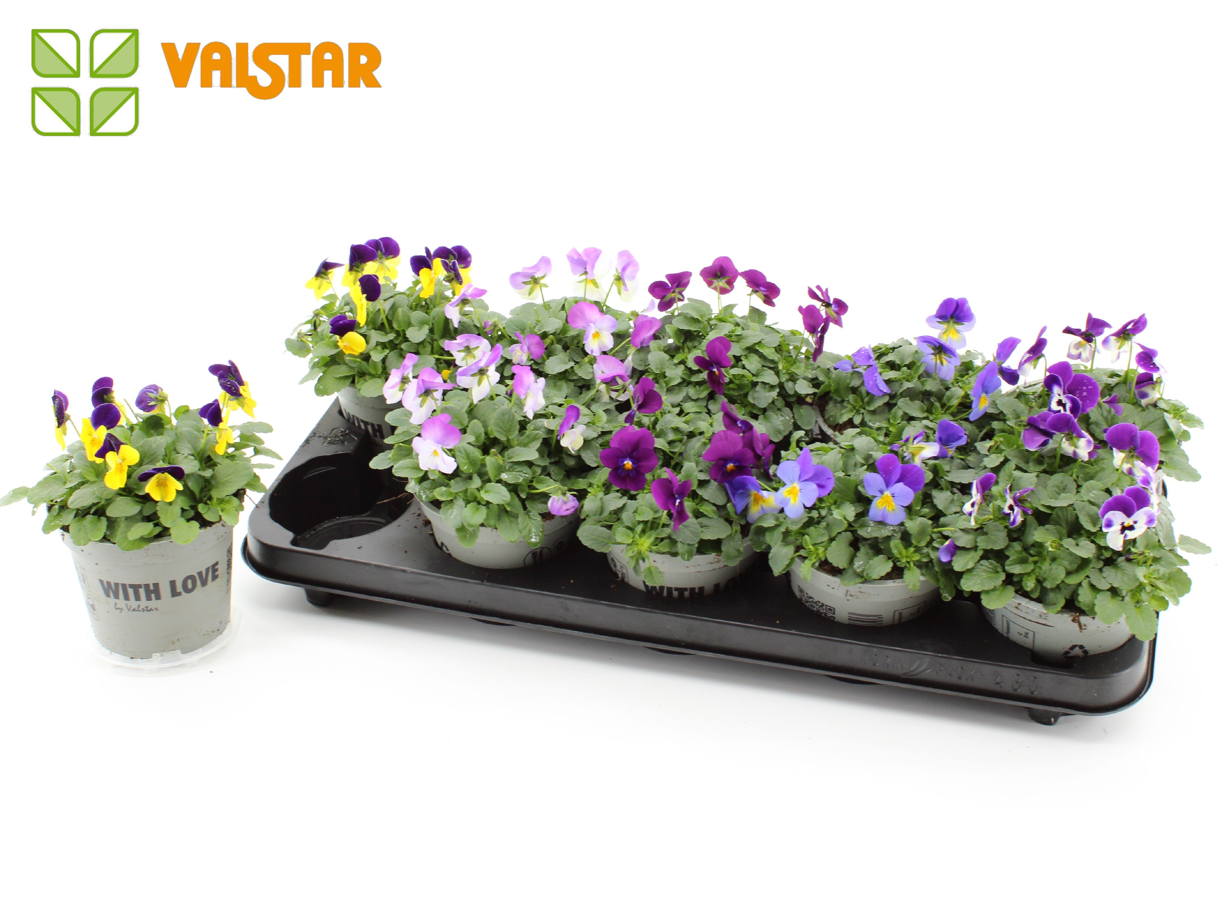 VIOLA CORNUTA DELTINI gemengd per tray, D 12 cm VIOLA CORNUTA DELTINI gemengd per tray, D 12 cm