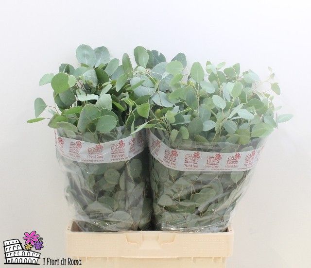 Эвкалипт Палиантемос за пучок 60, пуч.