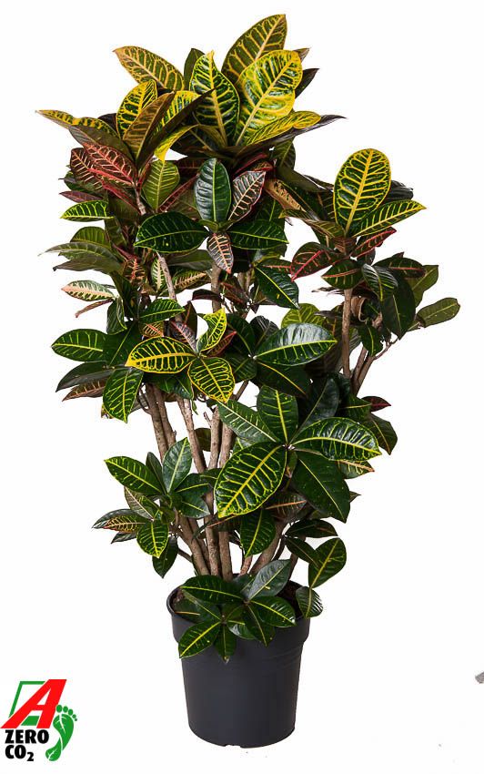 Codiaeum Petra vertakt P31, D 31