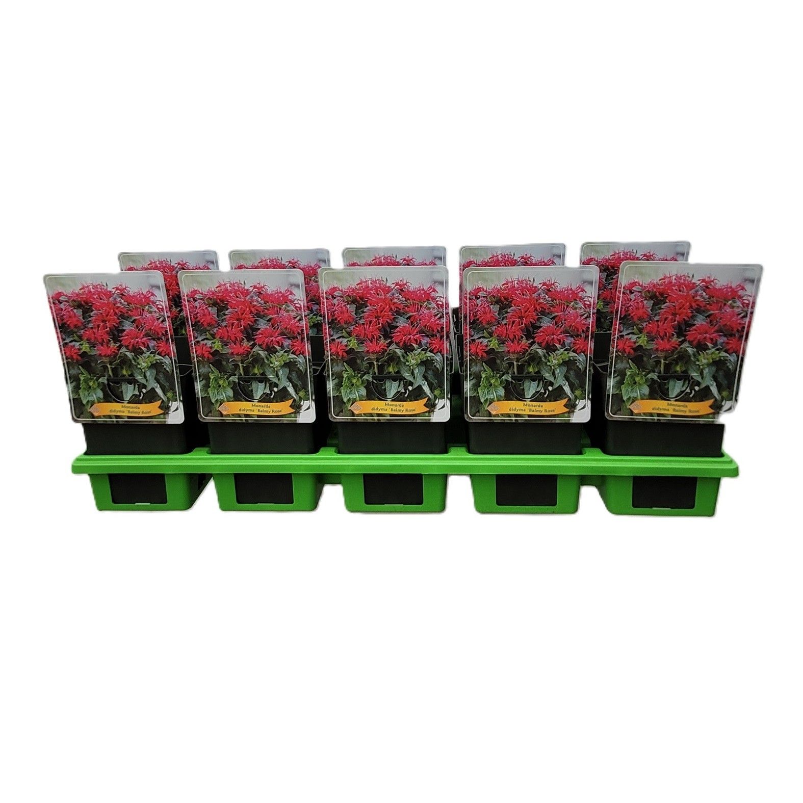 Monarda didya 'Balmy Rose' P11, D 11 cm