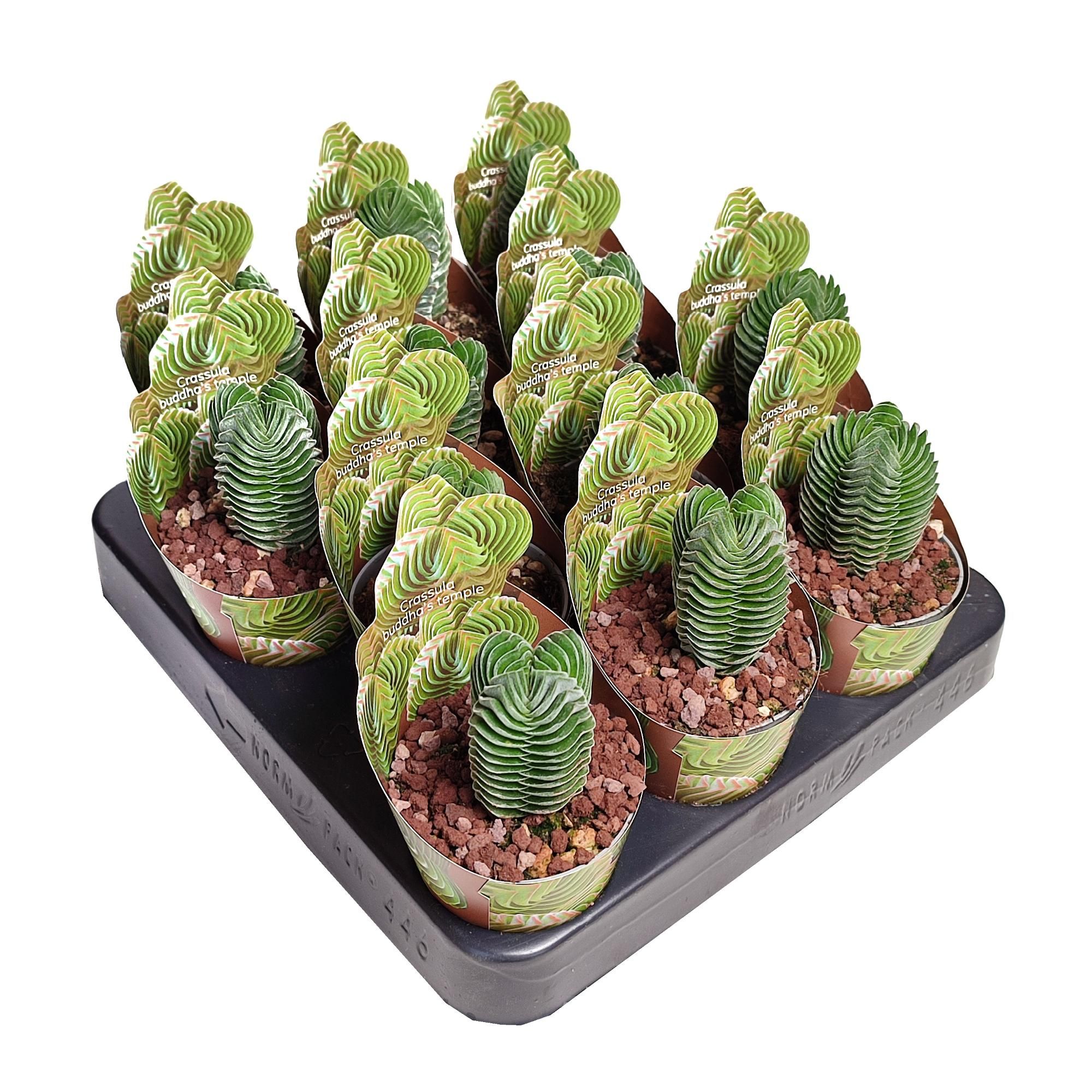 CRASSULA 'BUDDHA'S TEMPLE' - POT Ø 6,5 SHAPED POT COVER (SUCCULENTEN), D 6,5