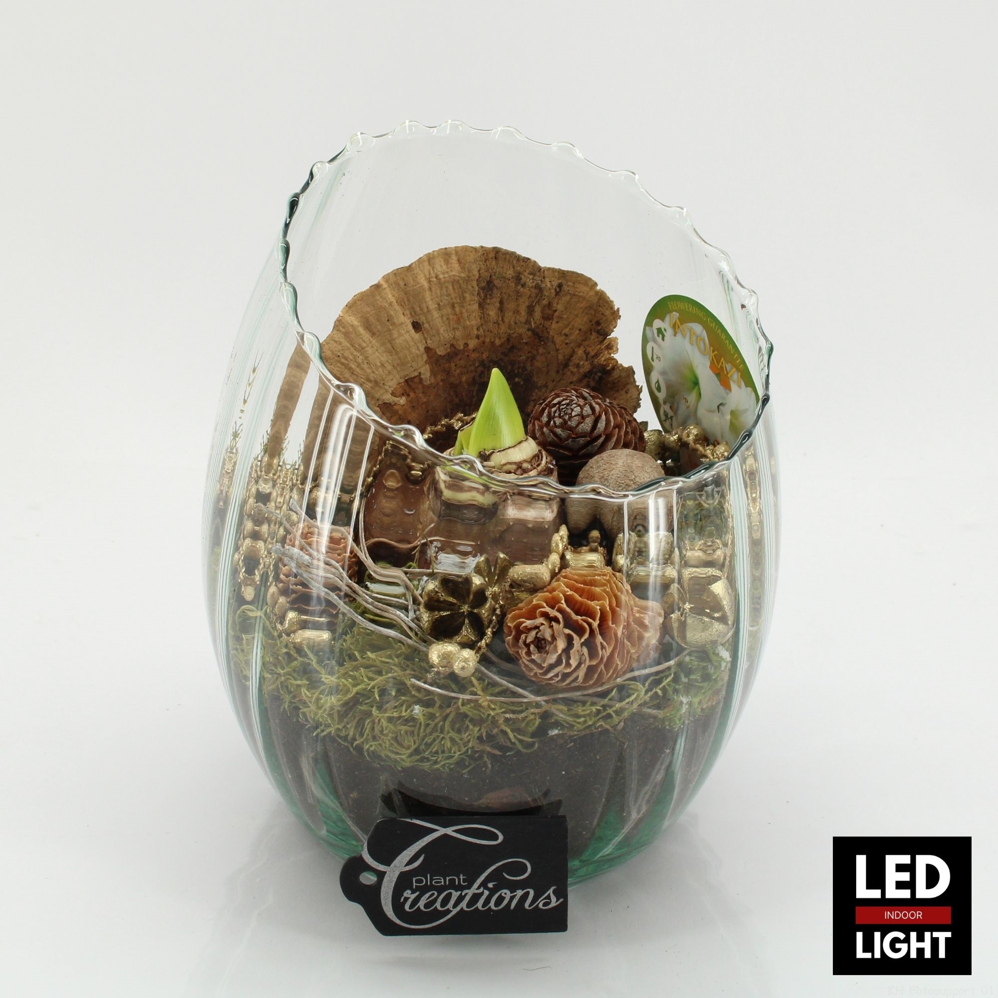 HICR-2503WLED Kerst Amaryllis, D 16 cm