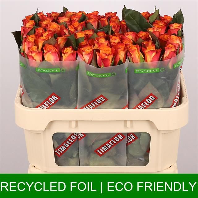 Роза од. Марио! 70, шт.