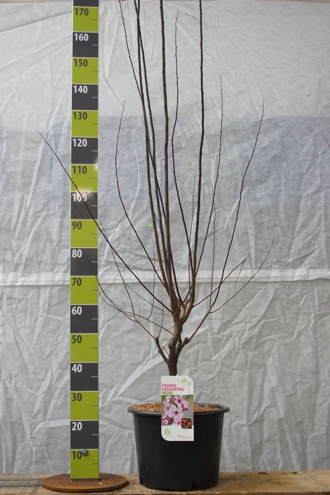 Prunus cerasifera 'Nigra' C 20, D 36