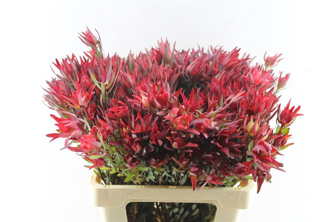 Леукадендрон Блаш 60 (красно-зел.), шт.