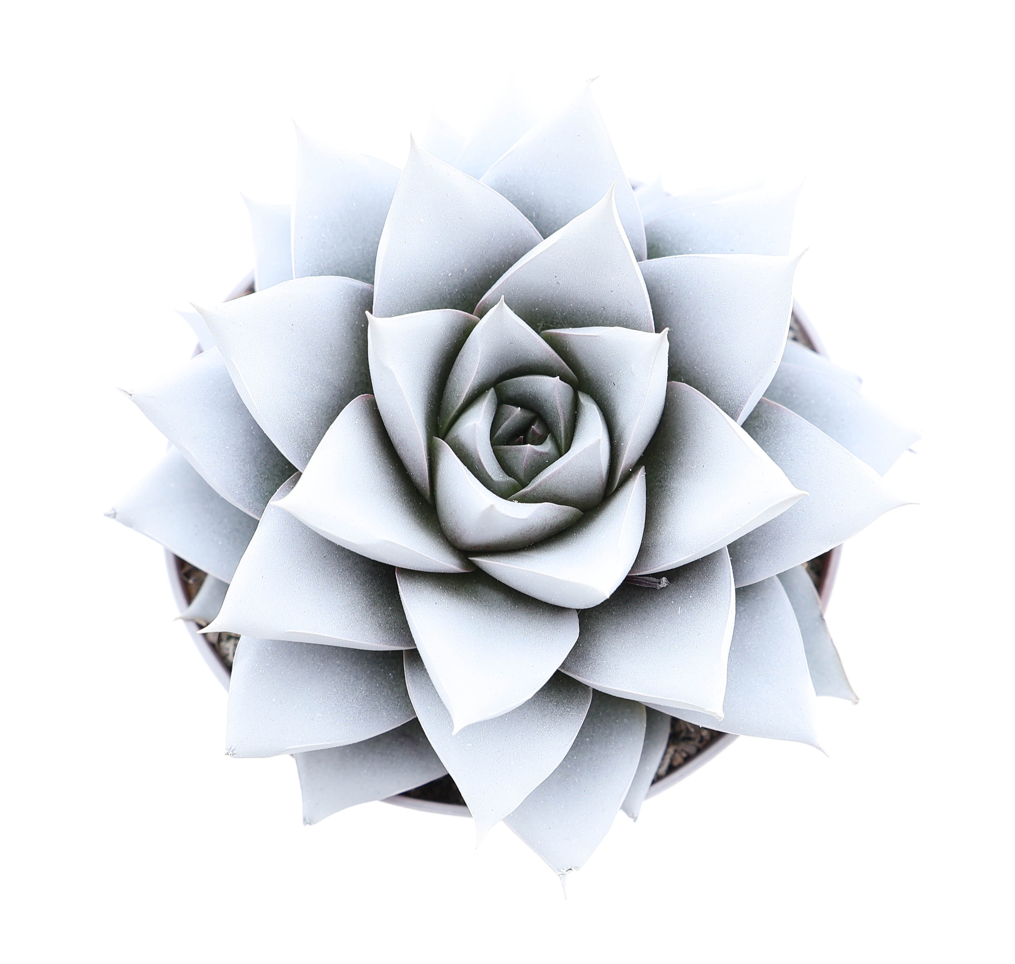 Rainbow purper white, D 8,5