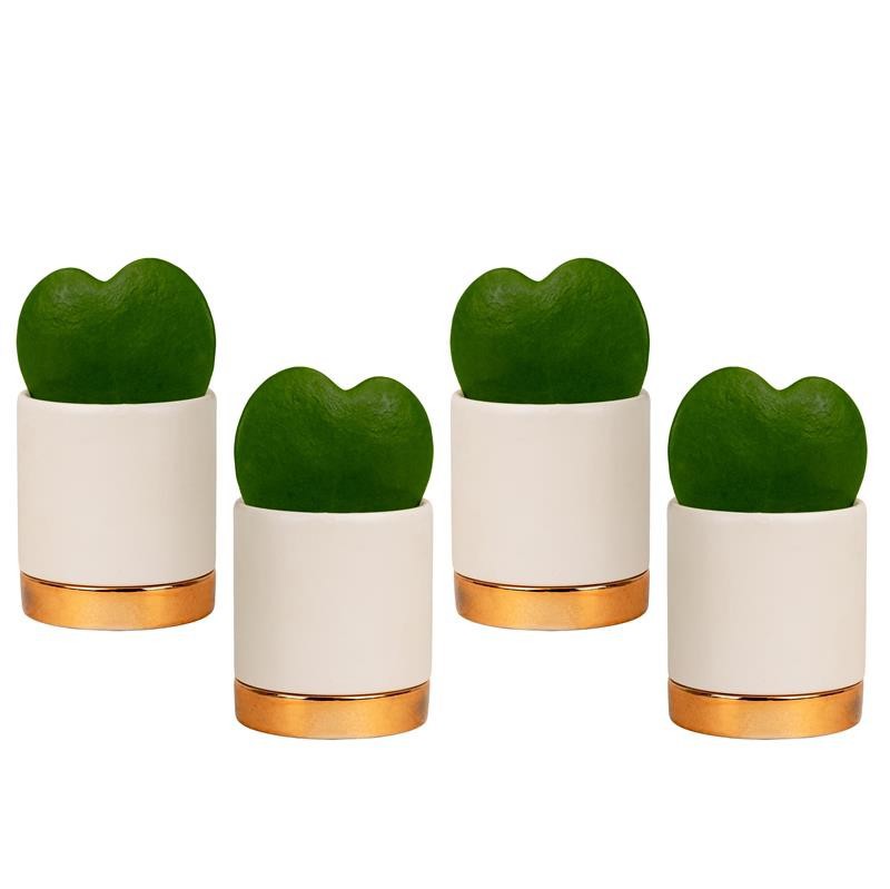 VALENTIJN CERAMIC 2026 HOYA KERRII, D 6