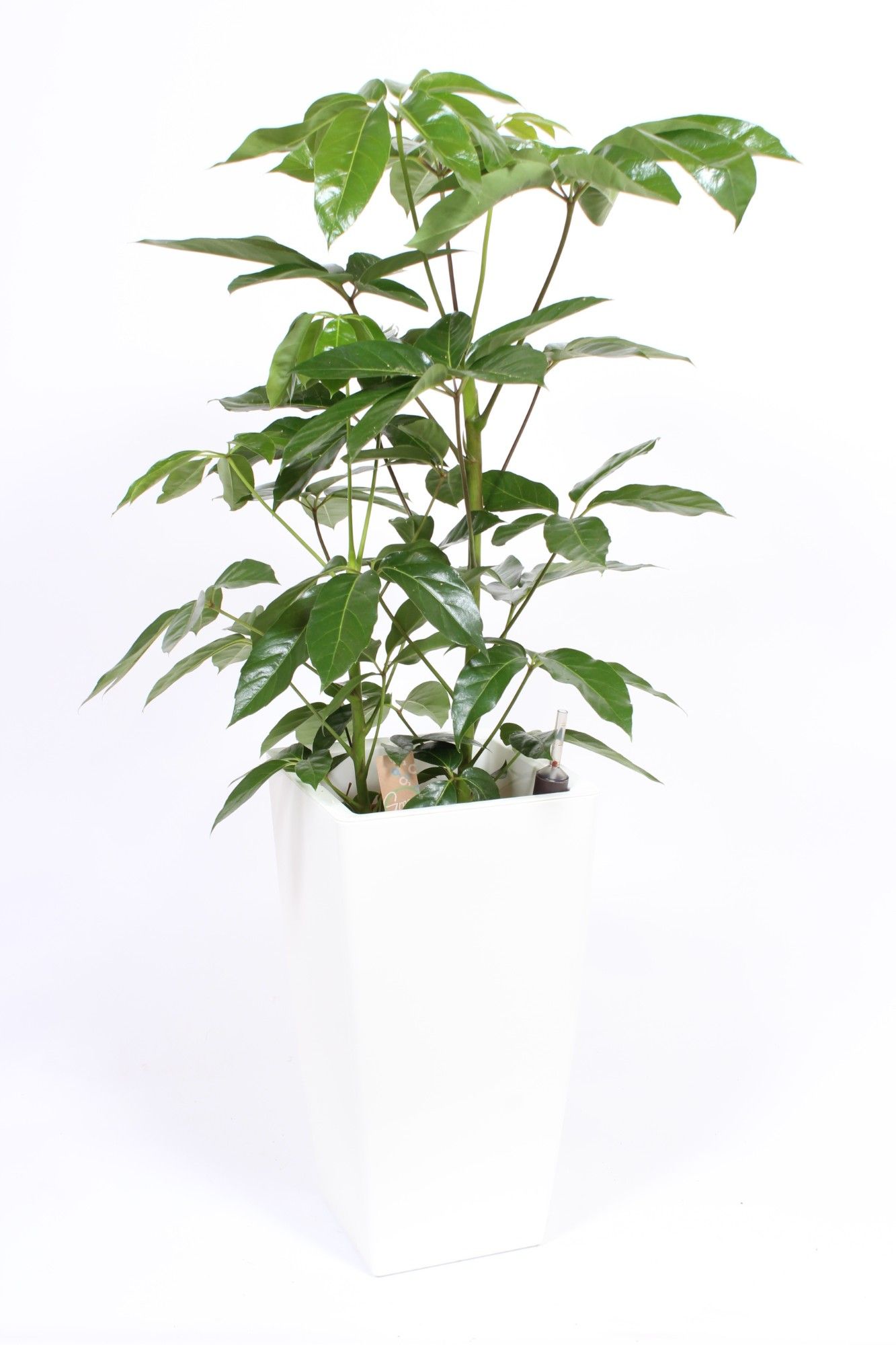 Schefflera Amate in Piza pot "wit", D 33 cm Schefflera Amate in Piza pot "wit", D 33 cm