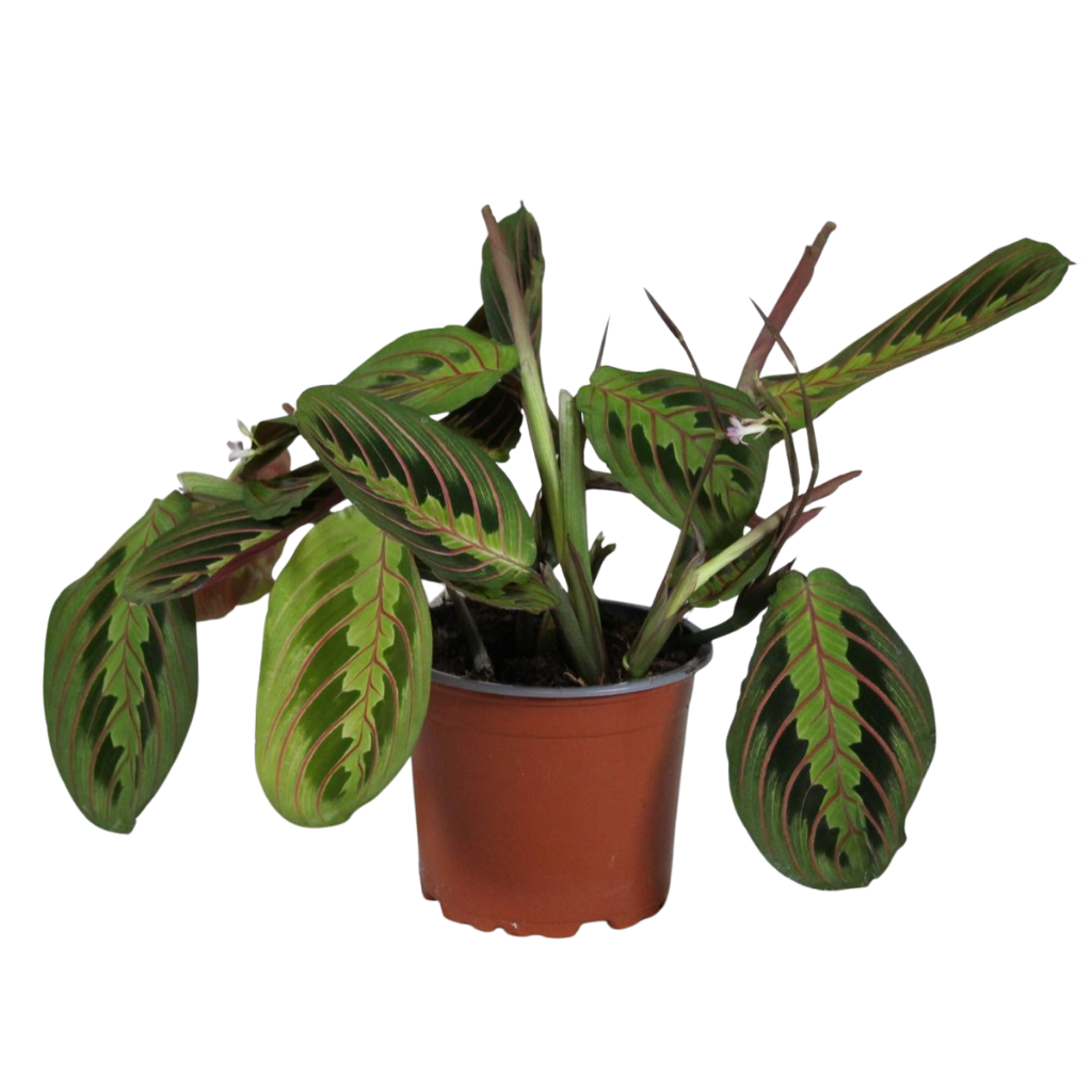 Maranta leuconeura 'Fascinator' tricolor, D 12