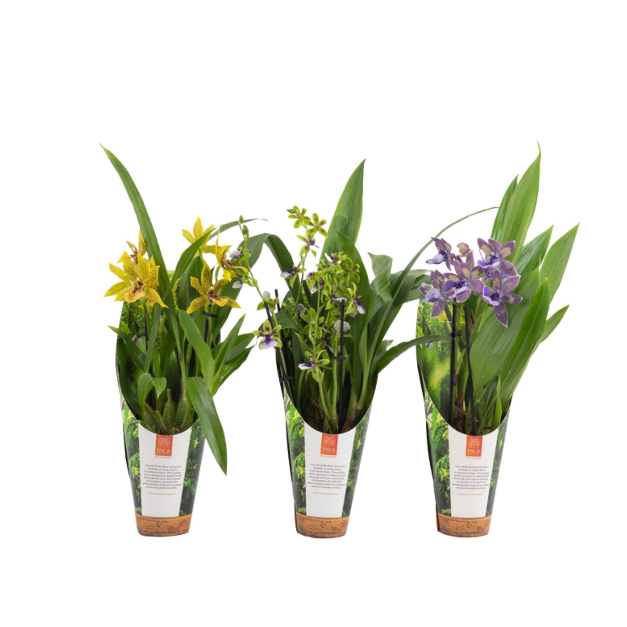 Inca Zygopetalum 3+ spike 9cm in luxury jungle cover, D 9 cm Inca Zygopetalum 3+ spike 9cm in luxury jungle cover, D 9 cm