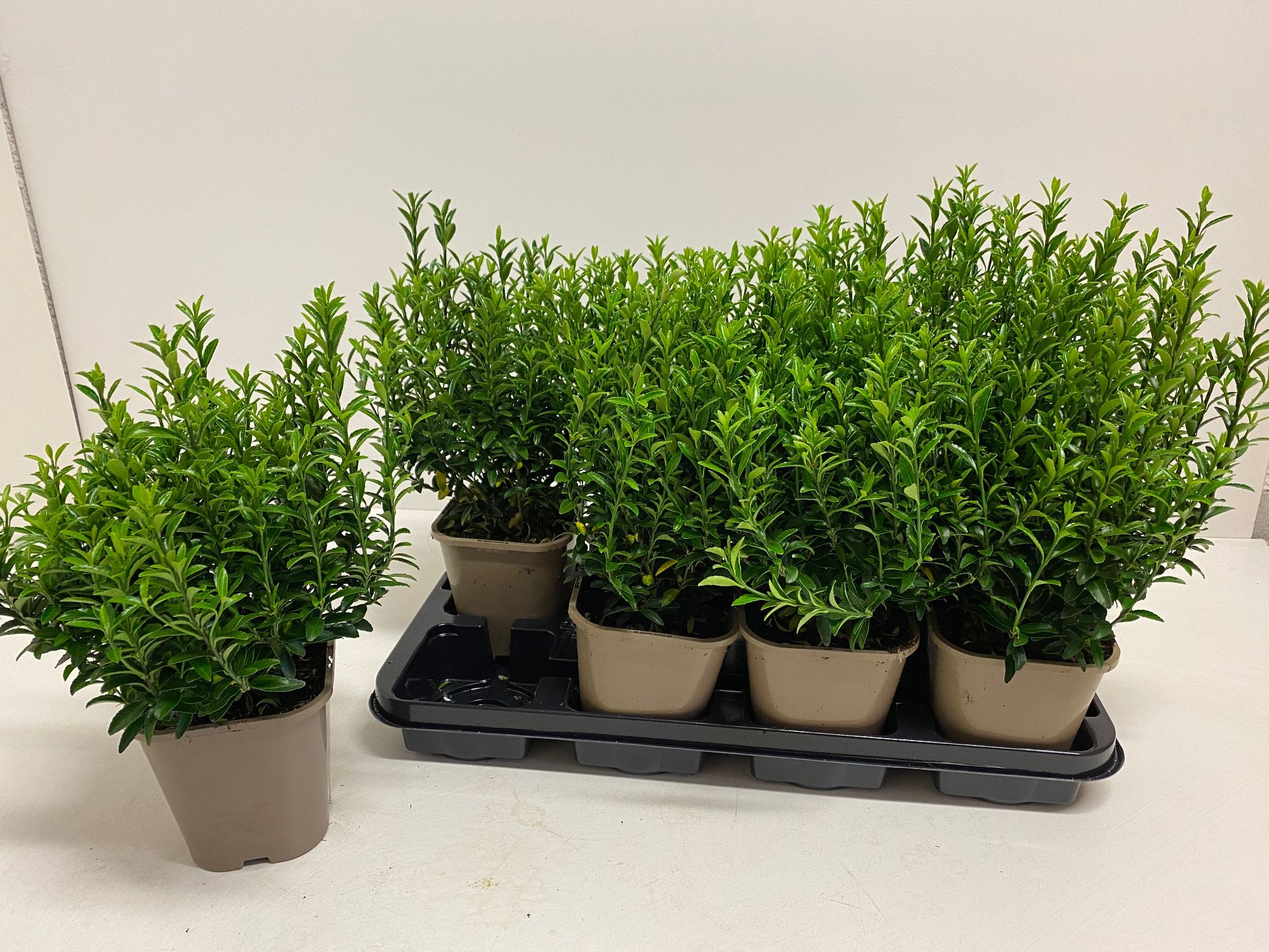 Euonymus mic. Green P1,4, D 14