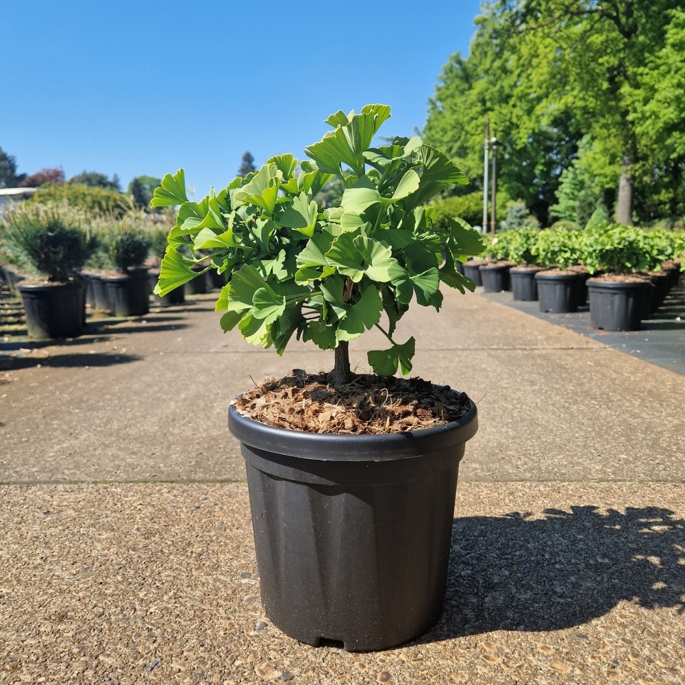 Ginkgo biloba 'Troll', D 24 cm