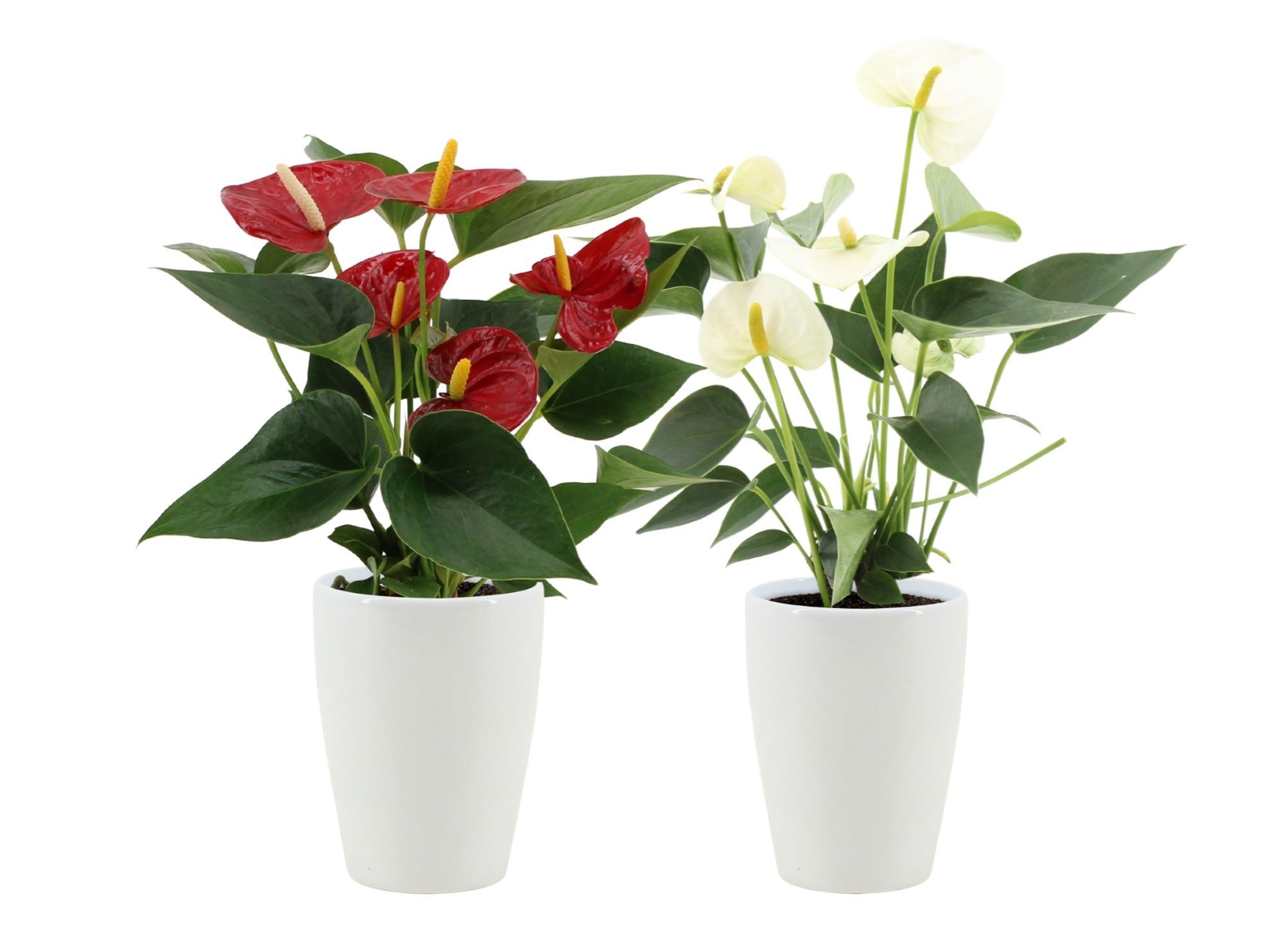 Anthurium Red & White mix in Julia ceramics, D 9 cm