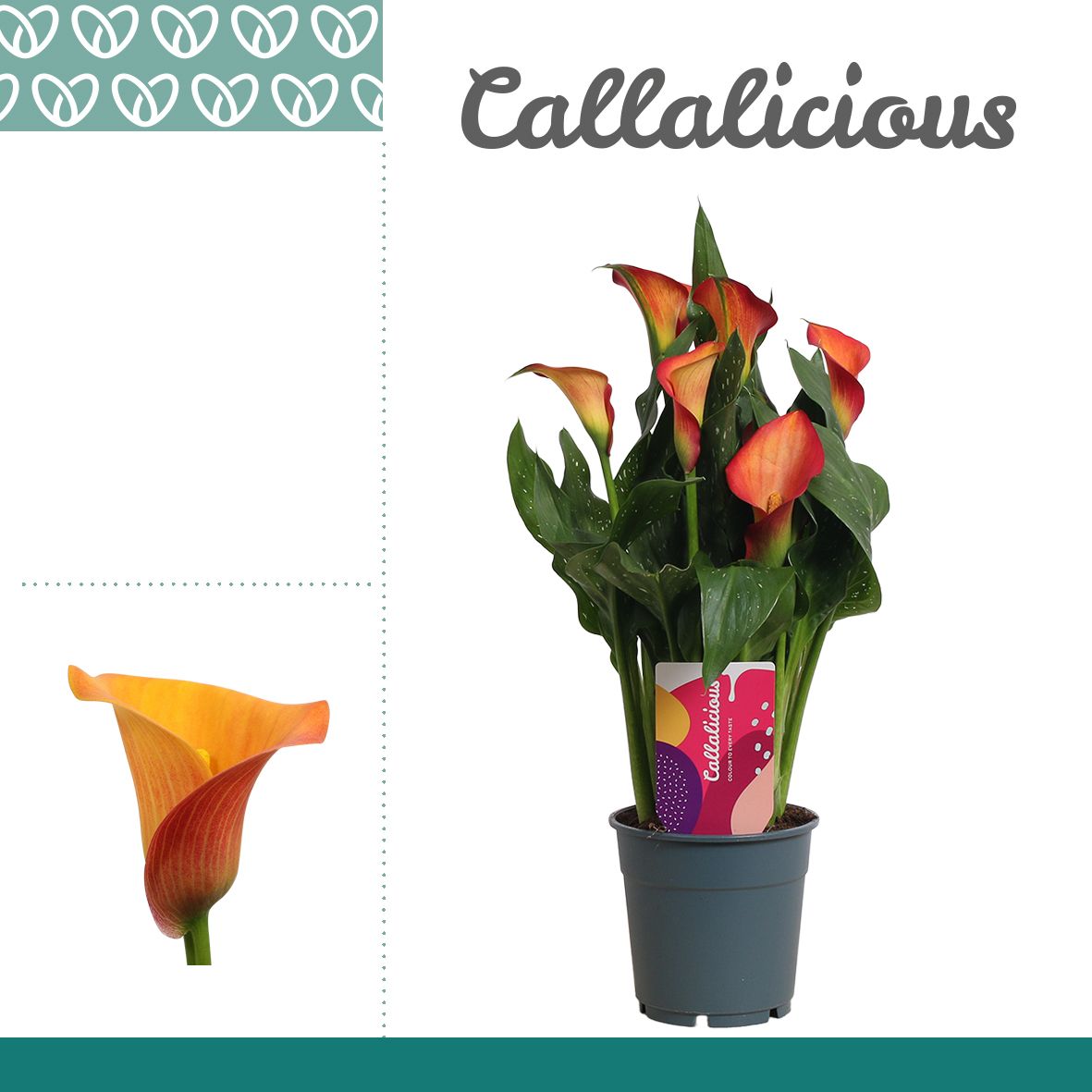 Zantedeschia (Calla) Oranje, D 12