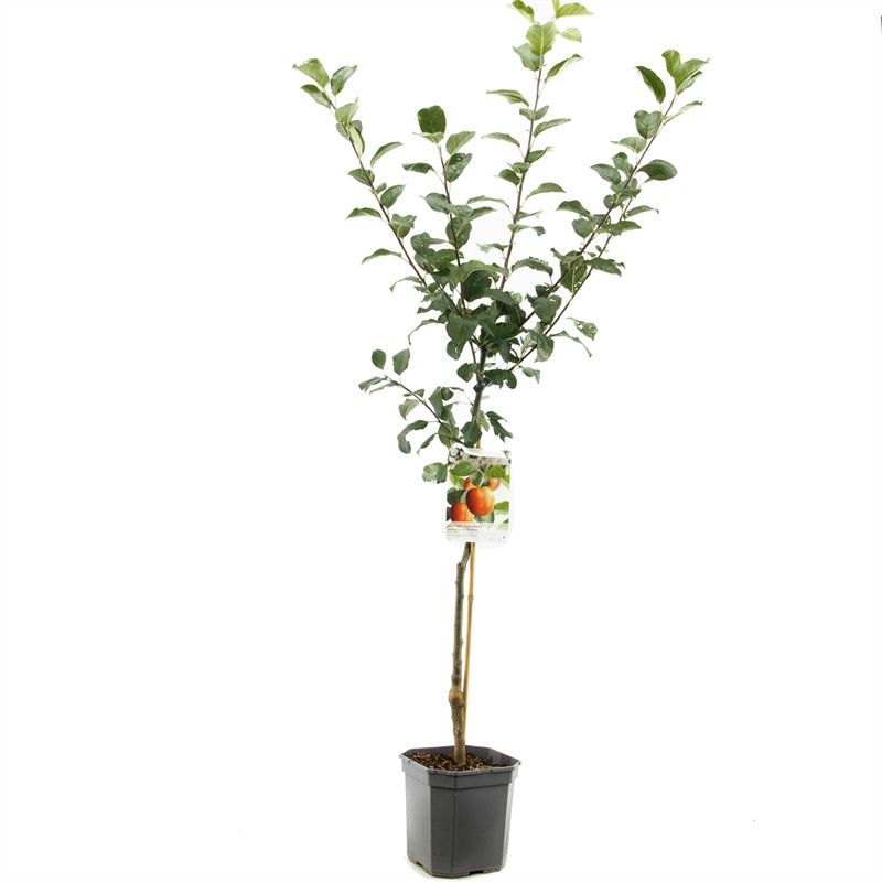 Malus dom. Santana laagstam Allergie geschikt, D 24