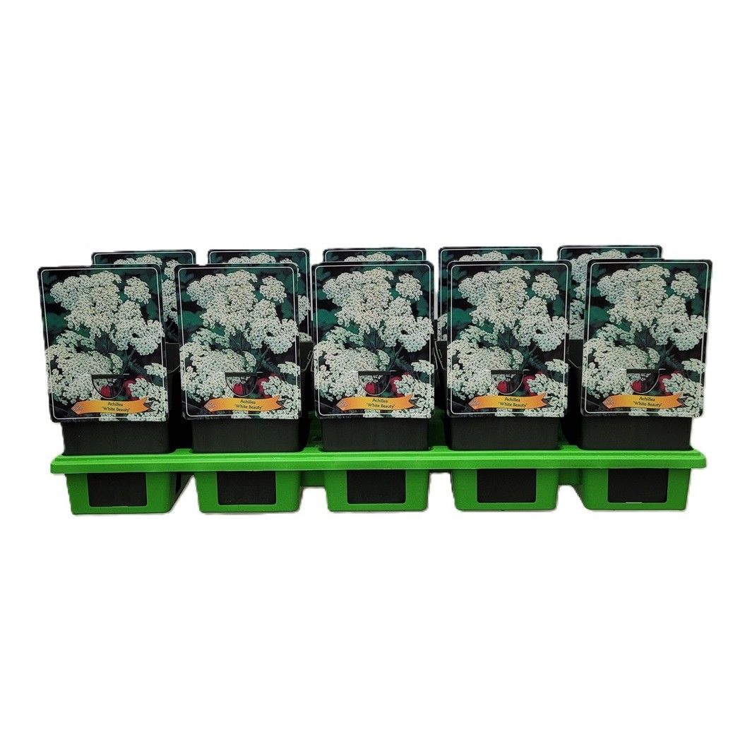 Achillea 'White Beauty' P11, D 11