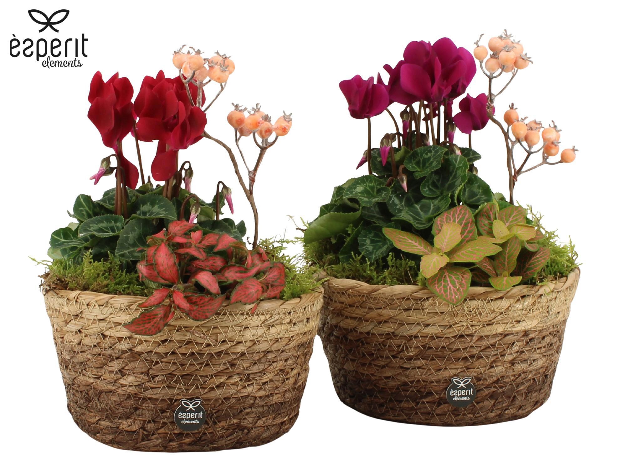 41772: Recreate arrangement, D 18