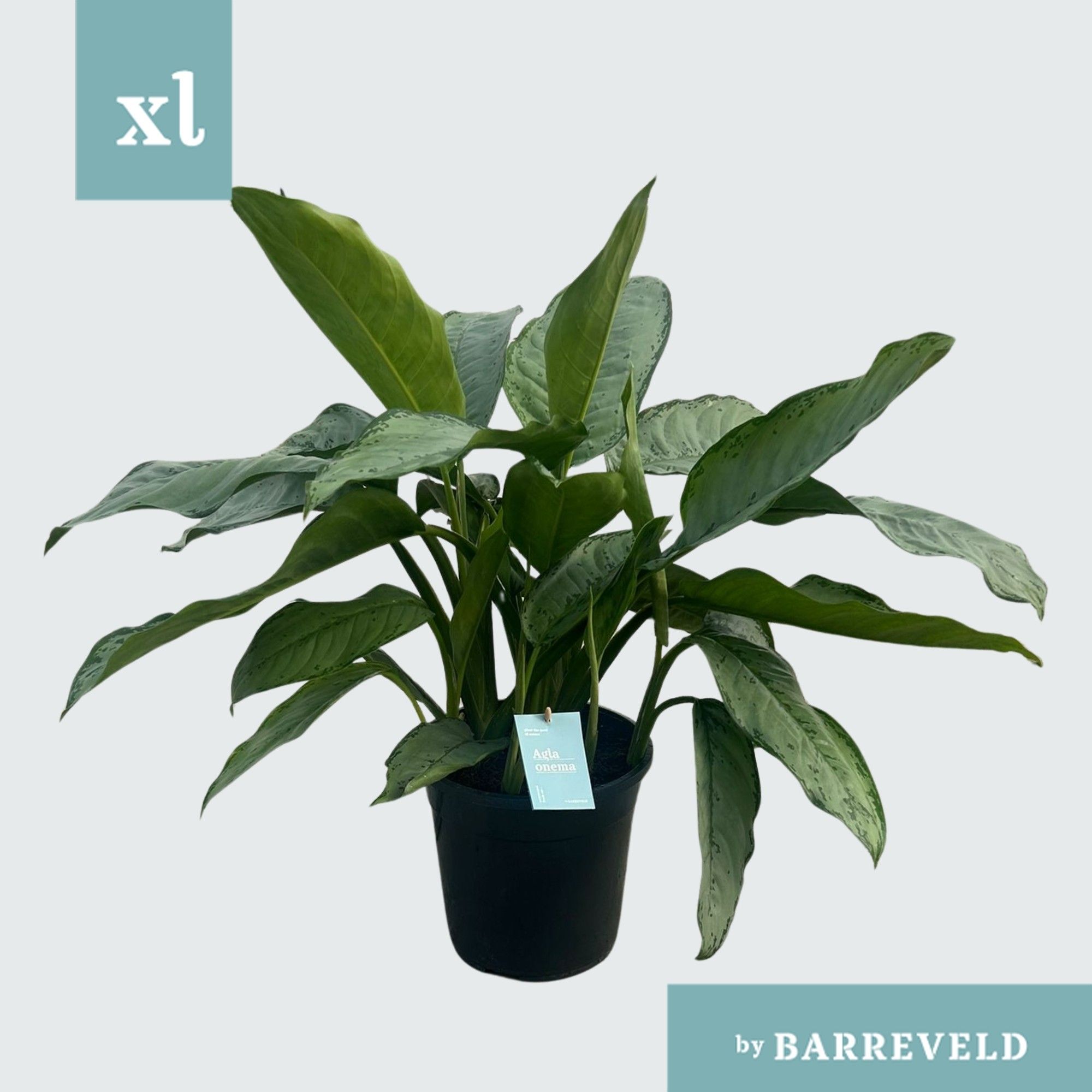 Green Agla 'Freedman' (Aglaonema), D 24