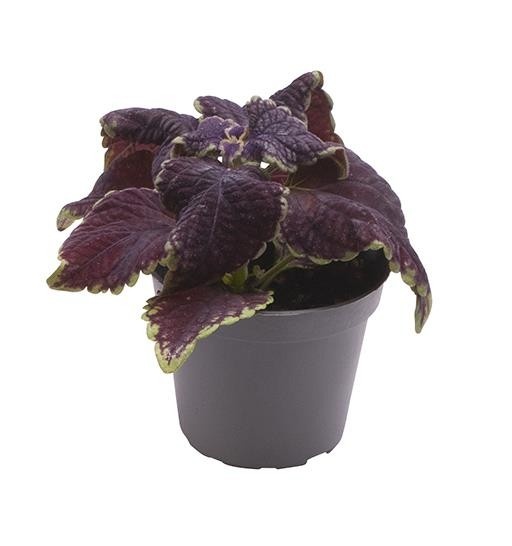 COLEUS BLUMEI-HYBRID 'M.ST. ABBEY ROAD', D 6