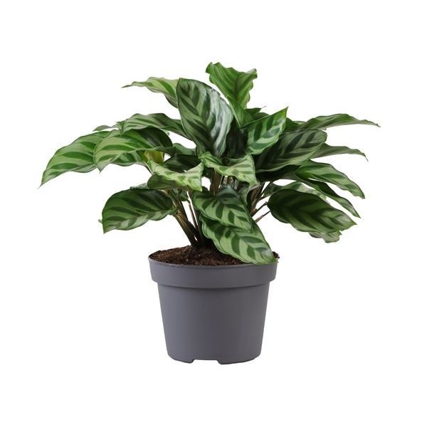 Calathea Freddie 12 cm, D 12 cm