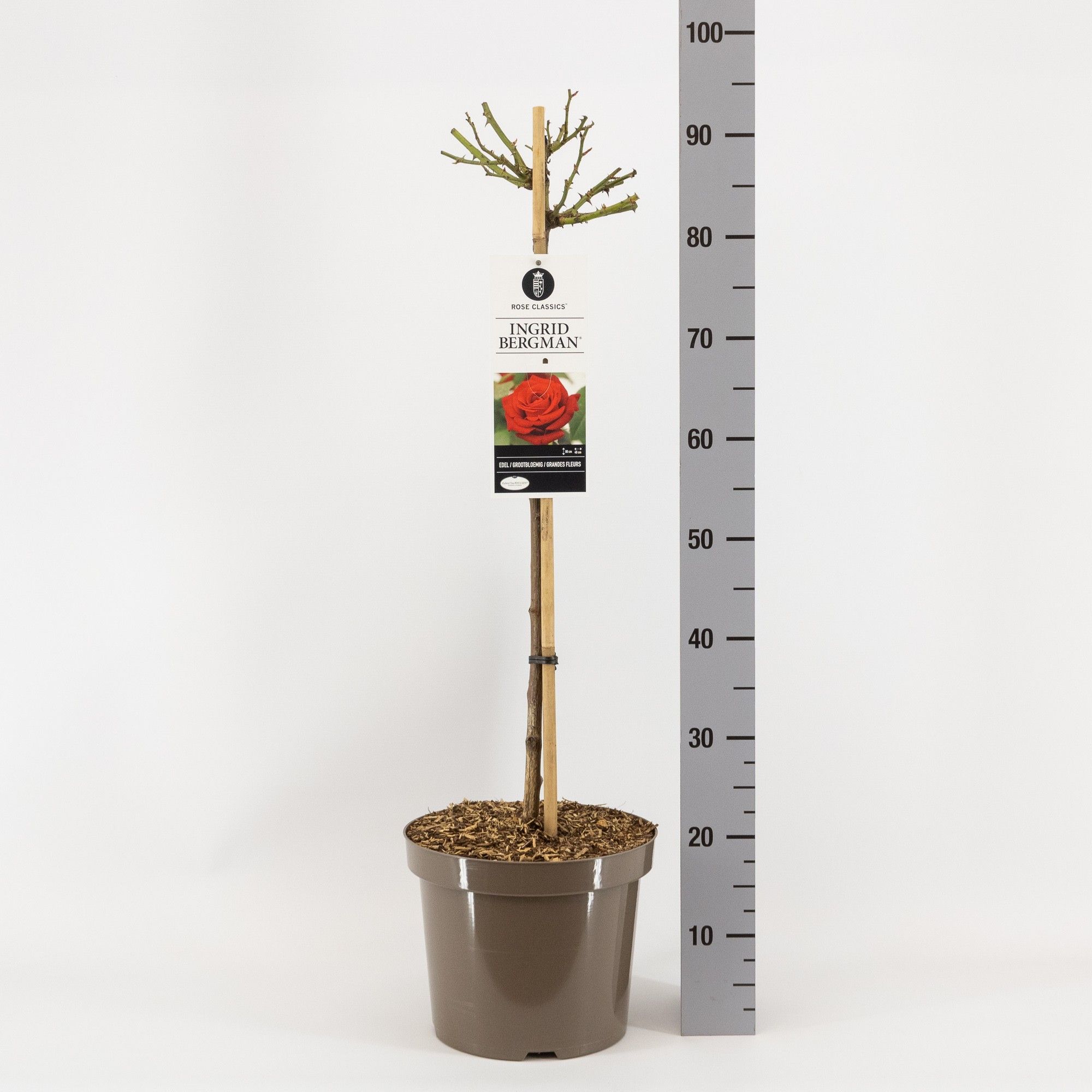 Rosa (TH) Ingrid Bergman ®, stam 70, C7.5, D 26