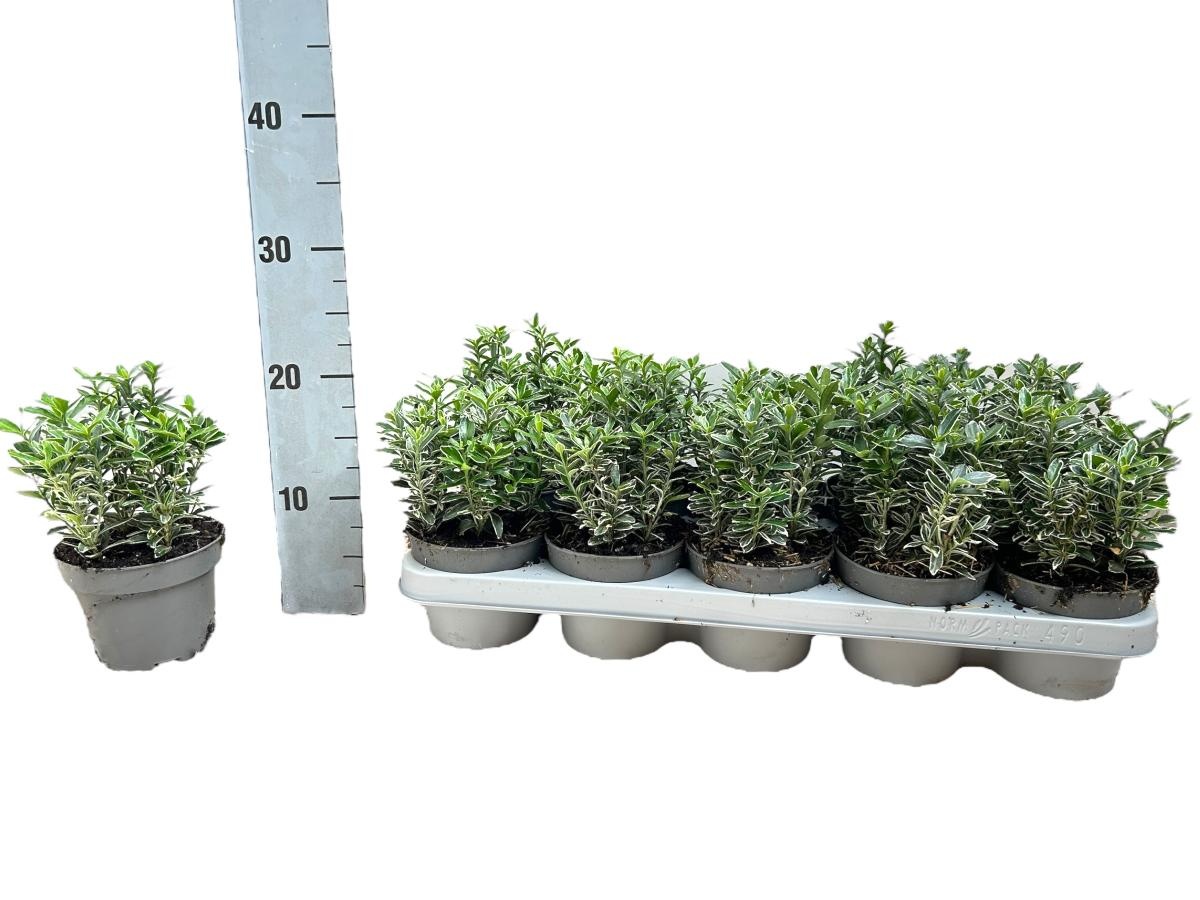 Euonymus jap. 'Microphyl. Albovar.', D 12