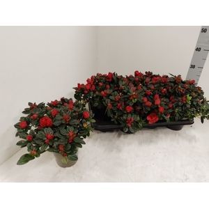 AZALEA P13 OTTO ROOD BLOEISTADIA 1-2, D 13