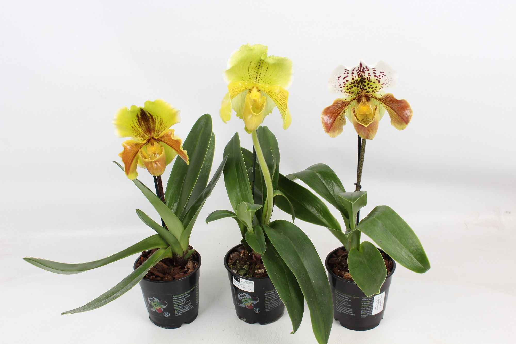 Paphiopedilum XXL mix 12 cm, D 12