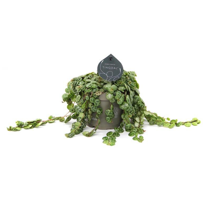 PEPEROMIA PROSTRATA 676312, D 12