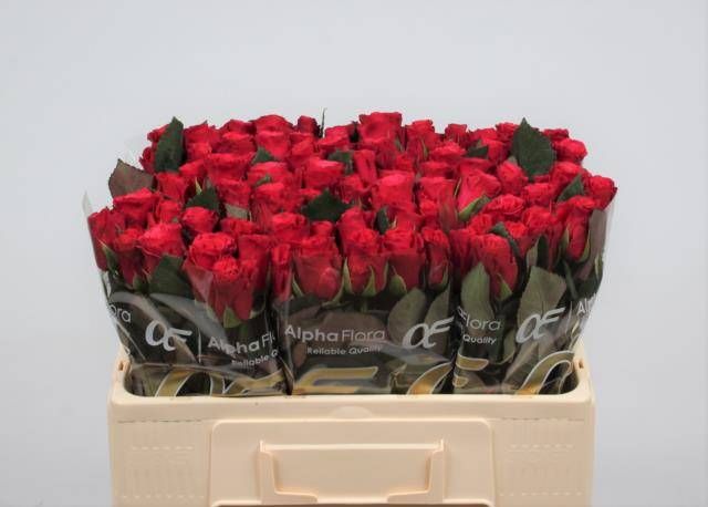 Роза од. Такази+ 50, шт.