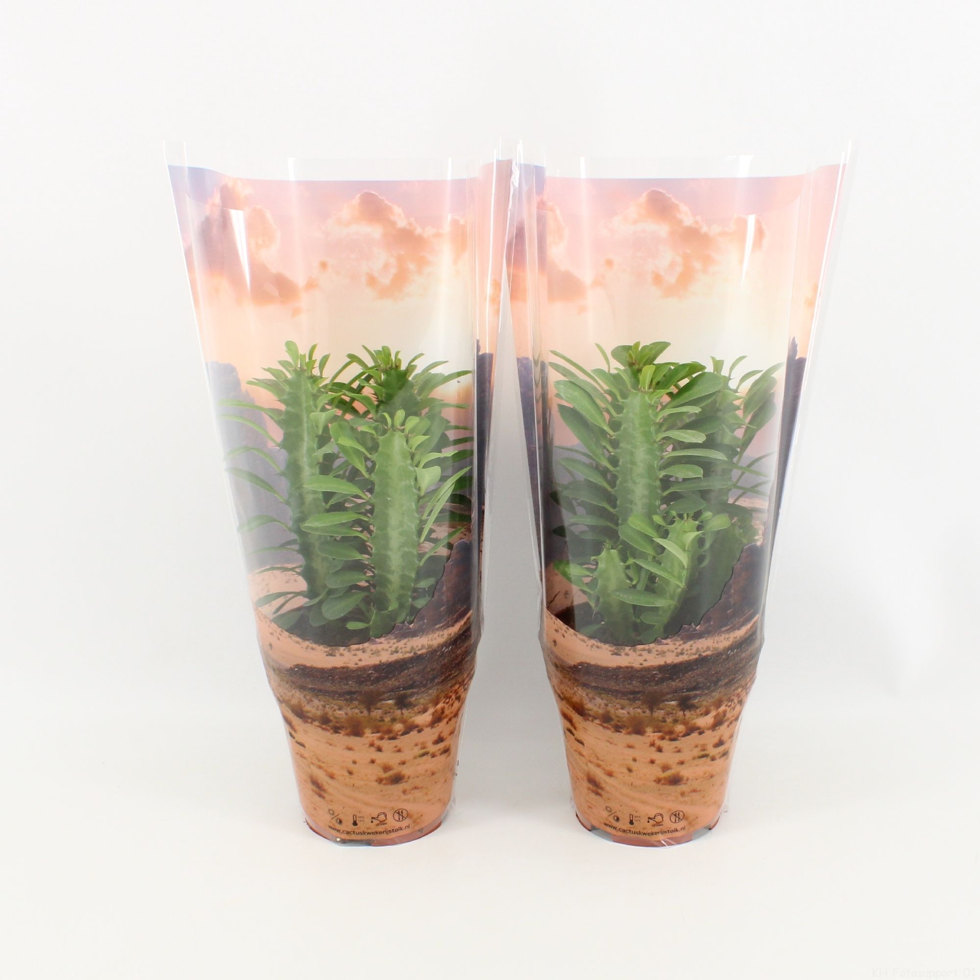 Euphorbia Trigona Groen in deserthoes, D 12