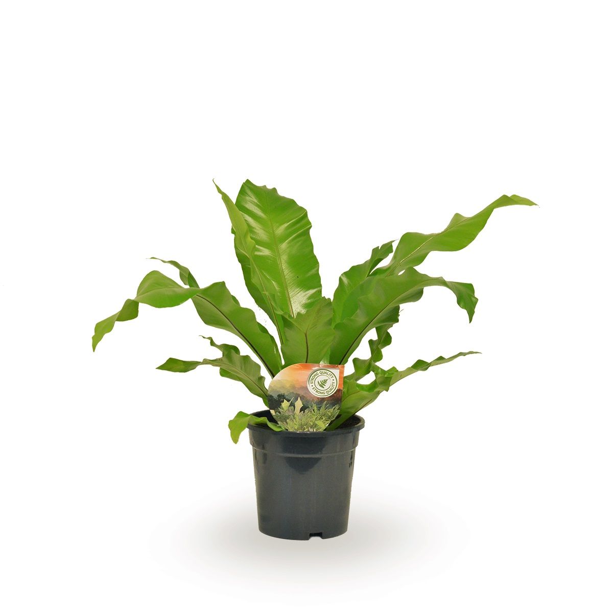 Asplenium nidus, D 17