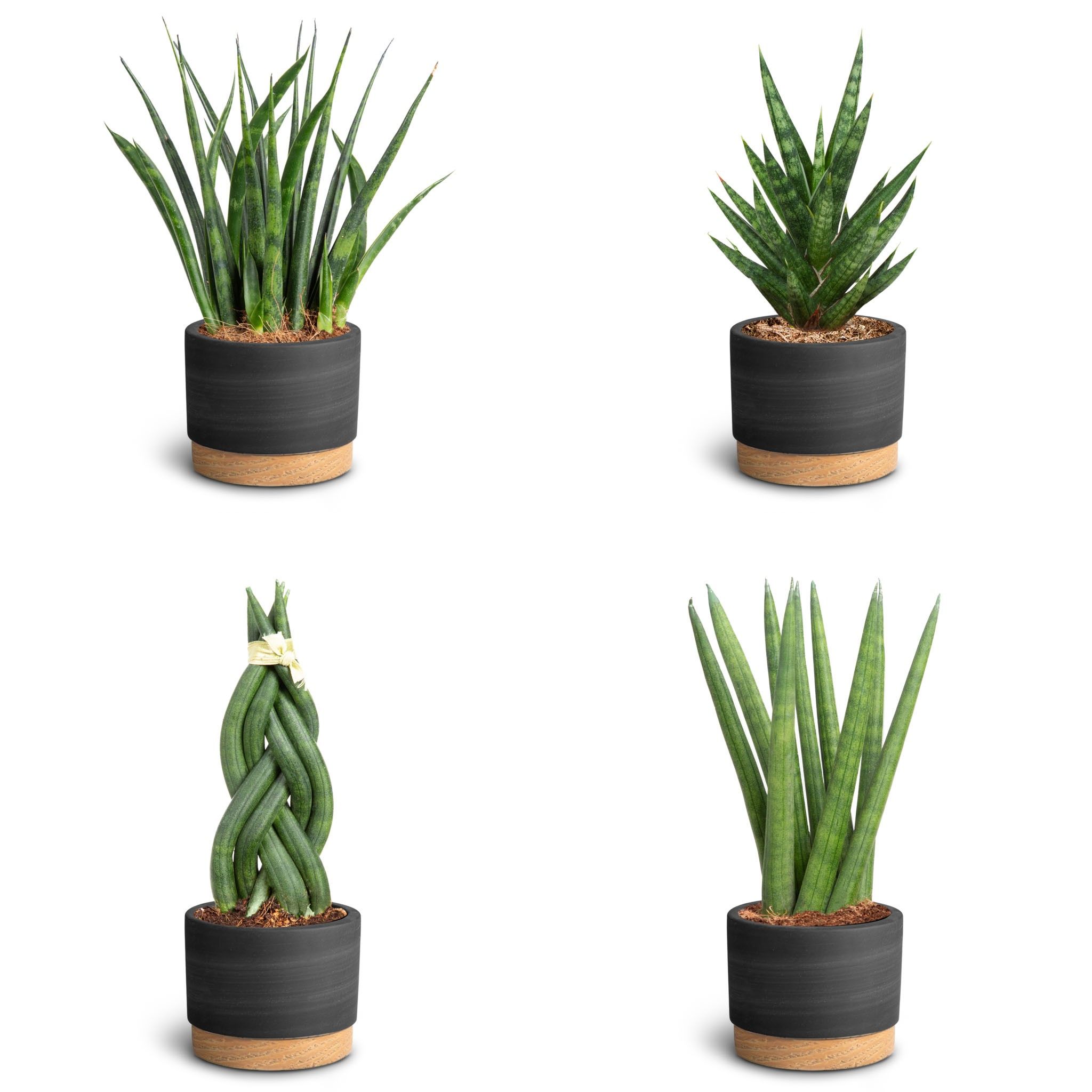 Woodbase Black, Sansevieria Collection, D 7 cm