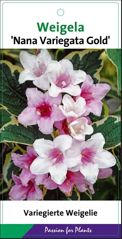 Weigela 'Nana Variegata Gold' 50-60C5, D 23 cm